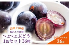 ナガノパープル 信州上田産 つぶつぶぶどう 1色 セット 36粒 詰め合わせ ぶどう 葡萄 ブドウ 長野パープル 果物 くだもの フルーツ 旬の果物 旬のフルーツ 長野県 長野 [№5312-0957]
