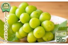 シャインマスカット 信州上田産 2房～3房 約1kg ぶどう 葡萄 ブドウ マスカット 1kg 果物 くだもの フルーツ デザート 旬の果物 旬のフルーツ 長野県 長野 [№5312-0968]