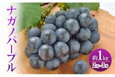 ナガノパープル 約1kg 2房～3房 家庭用 ぶどう ブドウ 葡萄 ナガノパープル 種なし 果物 くだもの フルーツ 長野県 上田市 信州 [№5312-1134]