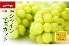 シャインマスカット 信州上田産 約1kg 2～3房 ぶどう ブドウ 葡萄 マスカット 1kg 果物 くだもの フルーツ デザート 旬の果物 旬のフルーツ 長野県 長野 上田市[№5312-1365]