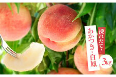 南信州産 桃 約3kg〈 あかつき ・ 白鳳 〉 【2025年7月より順次発送】 | 果物 くだもの フルーツ 柿 桃 もも あかつき 白鳳 長野県 信州 南信州 飯田市