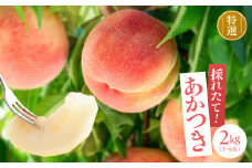 【収穫当日出荷】 長野県 飯田産 特選 完熟 桃 あかつき 約2kg | 果物 くだもの フルーツ 柿 桃 もも あかつき 完熟 長野県 信州 南信州 飯田市