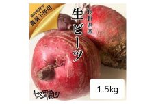 レッド パワー ビーツ 1.5kg | 野菜 ビーツ 生ビーツ レッドパワー レッドパワービーツ 新鮮 長野県 信州 南信州 飯田市 R12