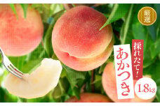 【満員御礼】長野県 飯田市産 桃 あかつき 約1.8kg 糖度選別13度以上 【2025年7月より順次発送】 | 果物 くだもの フルーツ 桃 モモ もも あかつき 新鮮 長野県 信州 南信州 飯田市