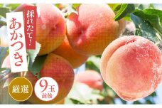 【 クール便 】 桃 あかつき 大玉 糖度 13度 以上  9個 前後 ＜ 本州 ・ 四国 発送 ＞ | 果物 くだもの フルーツ 桃 あかつき モモ 長野県 飯田市