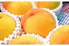 南信州産 黄桃 約3kg | 果物 くだもの フルーツ 柿 桃 もも 黄桃 ジューシー 長野県 信州 南信州 飯田市