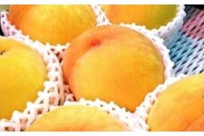 【満員御礼】南信州産 黄桃 約3kg | 果物 くだもの フルーツ 柿 桃 もも 黄桃 ジューシー 長野県 信州 南信州 飯田市
