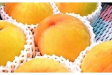 【満員御礼】南信州産 黄桃 約3kg | 果物 くだもの フルーツ 柿 桃 もも 黄桃 ジューシー 長野県 信州 南信州 飯田市