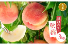 南信州産 秋桃 白桃 約3kg | 果物 くだもの フルーツ 柿 桃 もも 白桃 秋桃 ジューシー 長野県 信州 南信州 飯田市