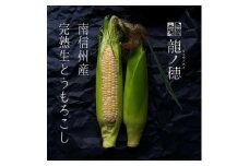 ＜2025年分先行受付＞南信州産 完熟生とうもろこし 約3kg(6本～8本) | とうもろこし トウモロコシ 野菜 ジューシー 農家直送 栄養 健康 生食 茹で 焼き おやつ おつまみ 長野県 飯田市 信州