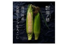 ＜2025年分先行受付＞南信州産 完熟生とうもろこし 約5kg(10本～14本) | とうもろこし トウモロコシ 野菜 ジューシー 農家直送 栄養 健康 生食 茹で 焼き おやつ おつまみ 長野県 飯田市 信州
