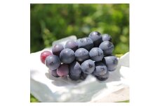 皮ごと OK! 長野県産 種なし ナガノパープル 約1kg 秀品 〈2025年8月下旬～9月下旬発送〉 | 果物 くだもの フルーツ ぶどう ブドウ 葡萄 ナガノパープル 種なし 長野県 信州 南信州 飯田市
