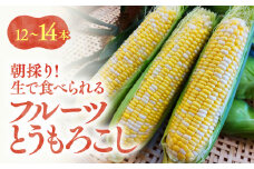 朝採り フルーツとうもろこし (12～14本) | 野菜 とうもろこし トウモロコシ 朝採り 朝収穫 生食 そのまま 茹でとうもろこし おやつ おつまみ 飯田市 ⾧野県 信州