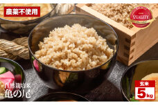 令和7年産 先行予約 自然栽培米 亀の尾 玄米 5kg くわのみ農園 ｜ 米 自然栽培 農薬不使用 玄米 亀の尾 銘柄米 幻の米 こめ ご飯 ごはん 長野県 飯田市 信州