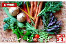 自然栽培 旬の野菜セット 詰め合わせ Mサイズ 2～3人分 くわのみ農園 ｜ 野菜 セット 詰め合わせ 自然栽培 農薬不使用 旬 やさい サラダ 採れたて とれたて 新鮮 季節限定 長野県 飯田市 信州