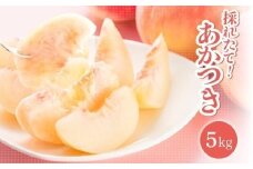 【2026年先行受付】長野県 南信州飯田産 桃 あかつき 約5kg1箱 | 桃 もも あかつき 長野県 産地直送 ジューシー くだもの 果物 フルーツ デザート 長野県 飯田市