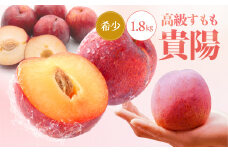 【2025年先行受付】 南信州 飯田産 贈答用 高級 すもも 貴陽 約1.8kg | 果物 くだもの フルーツ すもも 貴陽 ジューシー 贈答用 贈り物 プレゼント 長野県 飯田市 信州