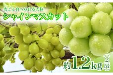 【9月下旬から発送予定】南信州 産 甘い 大粒 シャインマスカット 2房 約 1.2kg 皮ごと 食べられる ぶどう | 長野県 飯田市