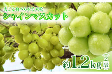 【9月下旬から発送予定】南信州 産 甘い 大粒 シャインマスカット 2房 約 1.2kg 皮ごと 食べられる ぶどう | 長野県 飯田市