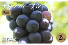 皮ごと OK! 長野県産 種なし ナガノパープル 約2kg 秀品 〈2025年8月下旬～9月下旬発送〉 | 果物 くだもの フルーツ ぶどう ブドウ 葡萄 ナガノパープル 種なし 長野県 信州 南信州 飯田市