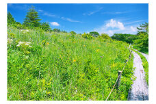 【八島湿原 ぐるっとウォーク】～花と生きものたちとの出会い　癒やしの湿原めぐり～ツアー参加券３名様分／八ヶ岳登山企画 ハイキング 体験 アウトドア 子供 チケット 観光 長野 諏訪【88-06】