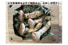【オンライン決済限定】諏訪市後山産 松茸 約200g~250g(※注意事項を必ず確認の上、お申し出下さい)／ Suwa後山ブランド化プロジェクト 信州産 国産 産地直送 マツタケ まつたけ 信州 長野県 諏訪市 諏訪 【67-03】