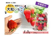 【2026年1～3月発送】「諏訪湖いちご園の大粒いちご」(300g以上入り×4パック) 【 諏訪野菜ブランディングプロジェクト 】 ／ たくいち 諏訪湖いちご園 いちご イチゴ 苺 甘い おいしい 大きい 大容量 春 旬 シーズン こども 子ども 子供 キッズ ファミリー おやつ デザート おすすめ おすすめいちご おすすめイチゴ おすすめ苺 信州 長野県 諏訪 諏訪市 【46-01】