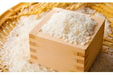 小諸産 こしひかり 10kg 長野 信州 コシヒカリ 精米 美味しいお米 お取り寄せ[№5915-0053]