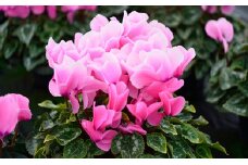自然開花シクラメン6号鉢　※オンライン決済限定※ [№5915-0374]