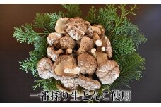 ホクトの干しシイタケ　無選別　400g（100g×4） [№5915-0394]