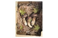 小諸市収穫　松茸　約200g（2～3本） [№5915-0763]