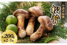 小諸市収穫　松茸　約200g（2～3本） [№5915-0763]