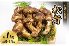 小諸市収穫　松茸　約1kg（8～15本） [№5915-0764]