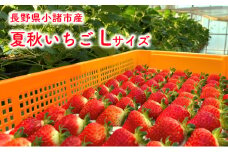 長野県小諸市産 夏秋いちご Ｌサイズ48玉入 果物類 いちご 苺 イチゴ [№5915-0917]