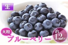 先行予約 2025年発送 信州小諸産 大粒生ブルーベリー 約1.2kg 12パック入 長野県産 果物 フルーツ 風味豊か 小諸市 [№5915-0953]