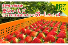 【訳アリ商品】長野県小諸市産夏秋いちご　サイズは生産者おまかせ(S～Lサイズ) 果物 フルーツ 食後 デザート 高糖度 香りが強い ストロベリー 産地直送[№5915-1629]