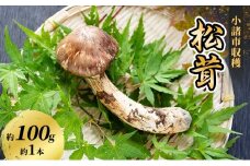 小諸市収穫 松茸 約100g（約1本） 野菜 きのこ まつたけ マツタケ 山菜 国産[№5915-1631]
