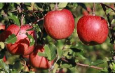 西の峰果樹園の蜜入りリンゴ（サンふじ）約5kg [№5915-0352]