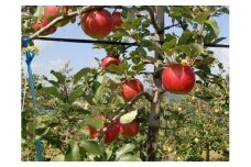【福井りんご園】2019年シナノスイート（家庭用）約5kg [№5915-0465]