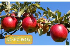 信州小諸・福井りんご園のサンふじ　秀品　約5kg　 [№5915-0532]