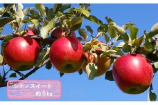 信州小諸・福井りんご園のシナノスイート　秀品　約5kg [№5915-0531]