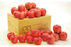 信州小諸　松井農園のサンふじ 約10kg [№5915-0599]