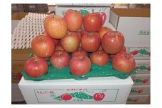 大森園のりんご(サンふじ)　特秀品　約5kg [№5915-0633]