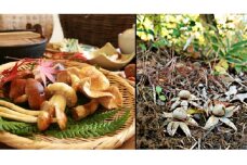 きのこの森　ふわり家　御食事券5，000円分 [№5915-0680]