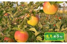 信州小諸・福井りんご園の名月　秀品　約5kg [№5915-0752]