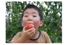 アルプスイーナちゃん トマト（4キロ箱入り）｜伊那市 収穫 美味しい トマト 甘さ 酸味 バランス 濃厚 味 おいしい 空気 ふるさと納税【010-07】