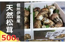 【180-02】信州伊那の松茸 500g（贈答用）