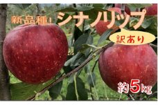 【011-91】令和7年8月中旬発送　新品種！　信州のシナノリップ　訳あり　5キロ！　信濃三兄弟の一つ（りんご・リンゴ・林檎）