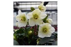 【020-25】クリスマスローズ・氷の薔薇ホワイト