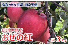 【010-46】令和7年9月ごろ発送　信州のりんご　おぜの紅　約3キロ